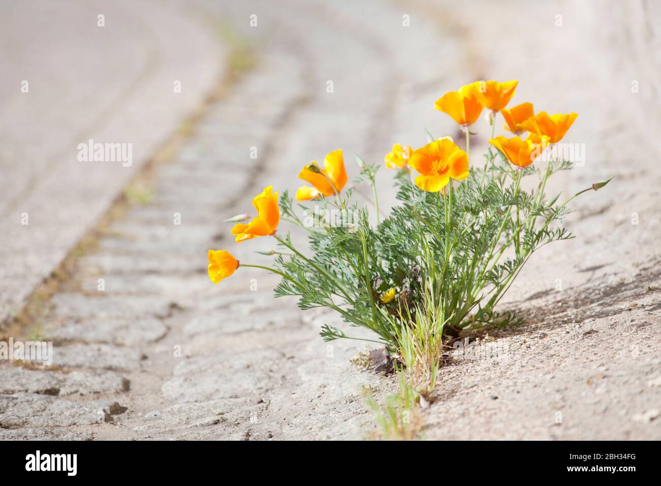 Fleur jaune orange qui pousse dans le pavé d'une rue - se concentrer sur la fleur Banque D'Images
