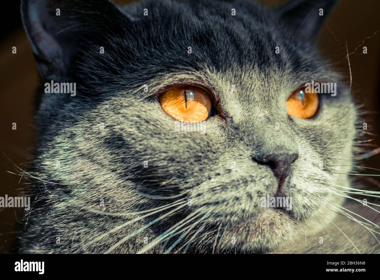 chat britannique gris aux yeux de la couleur ardente Banque D'Images