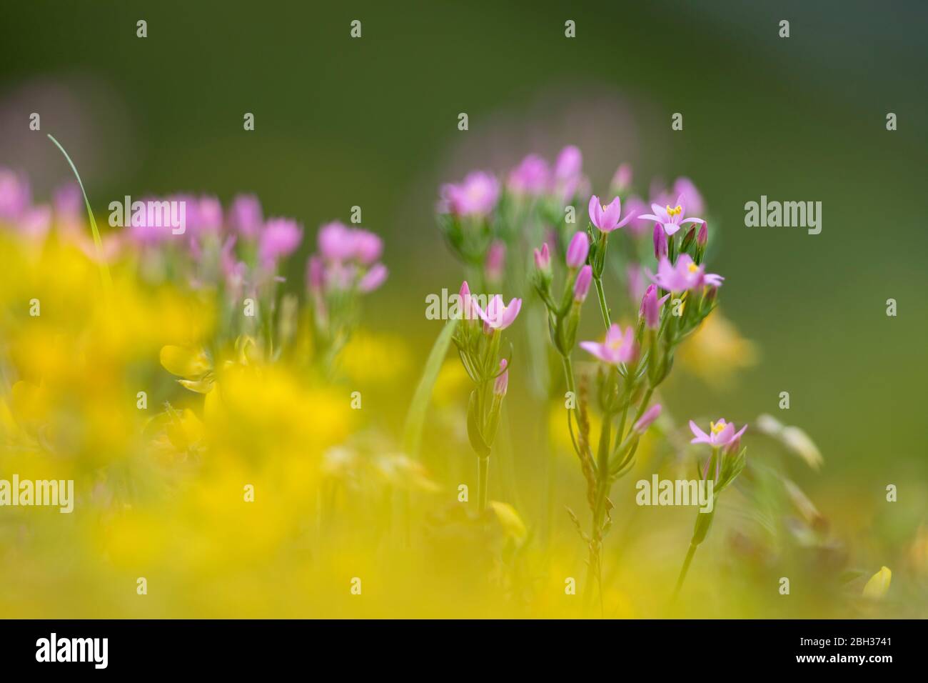 Centaury; Centaurium erythraea; floraison; Royaume-Uni Banque D'Images