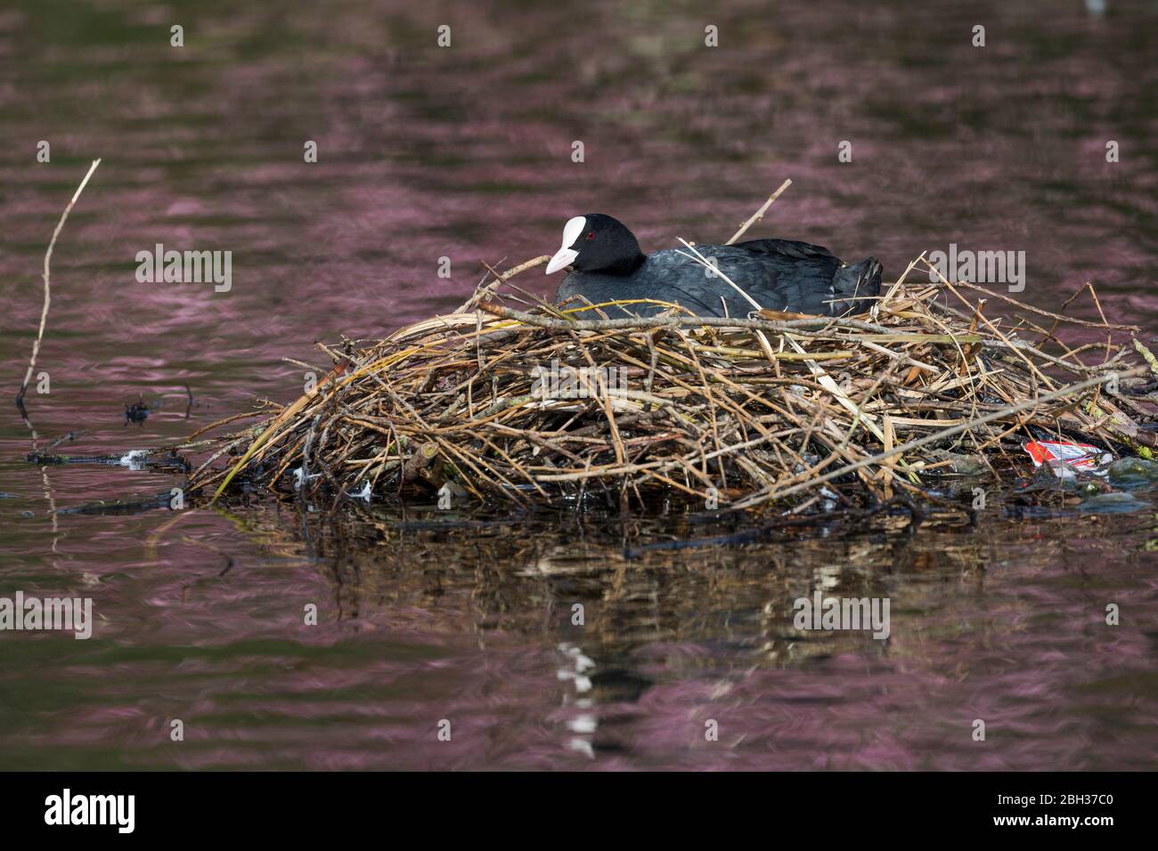 Coot ; Fulica atra ; on Nest ; Royaume-Uni Banque D'Images