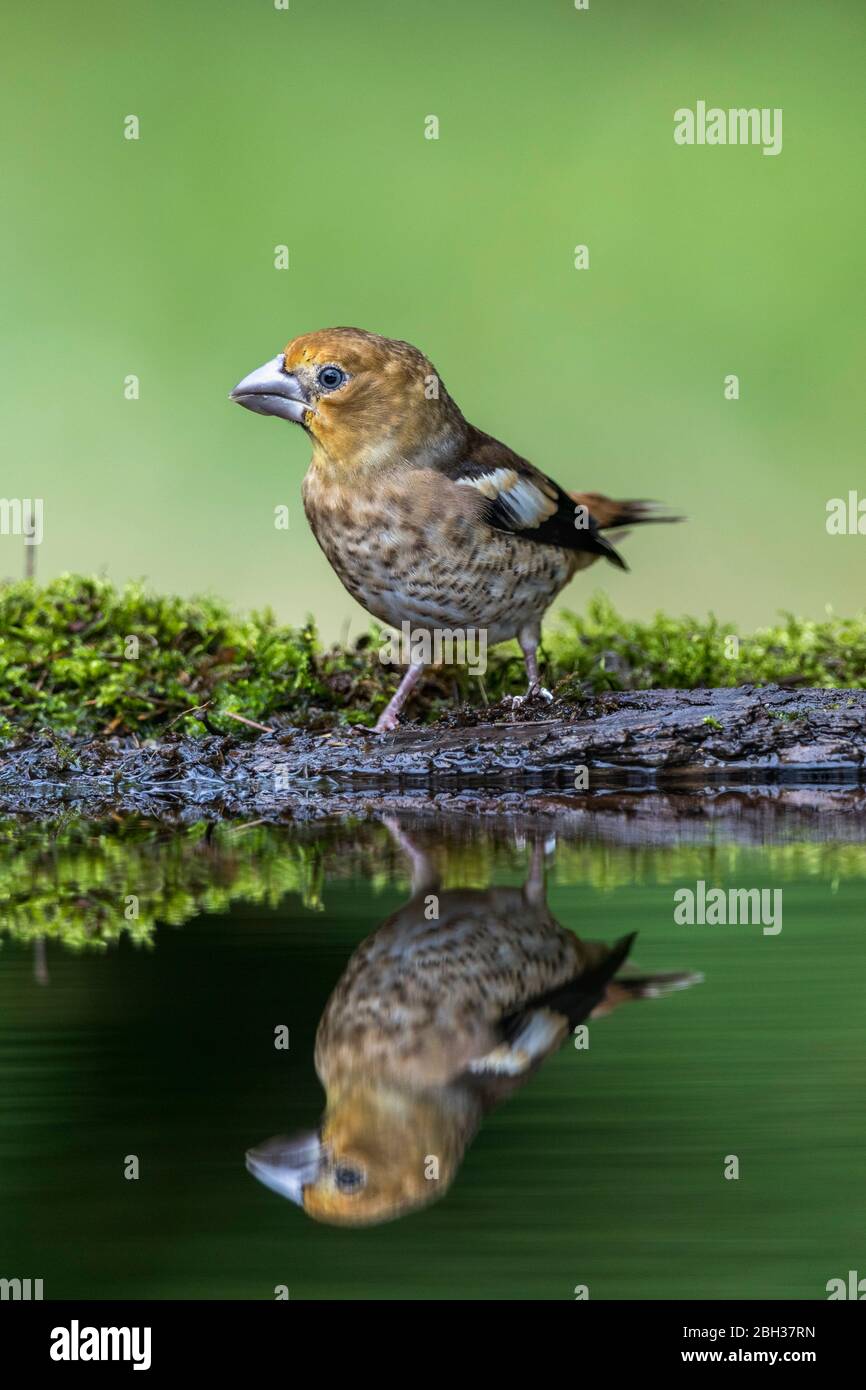 Hawfinch; Coccothrautes coccothraustes; Young; Royaume-Uni Banque D'Images
