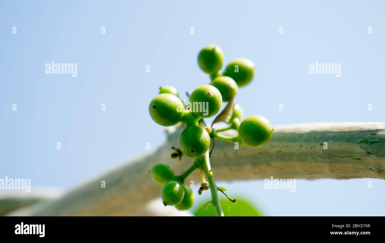 Tinospora cordifolia, Herb naturel de Giloy pour améliorer le système immunitaire facilement disponible en Inde. Fruits, plante, feuille , tige, branche Banque D'Images