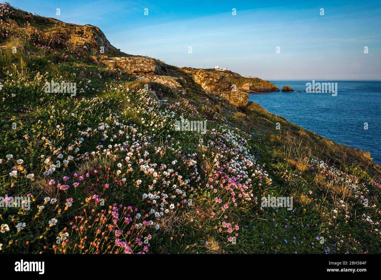 Région de Lizard point ; printemps ; Cornwall ; Royaume-Uni Banque D'Images