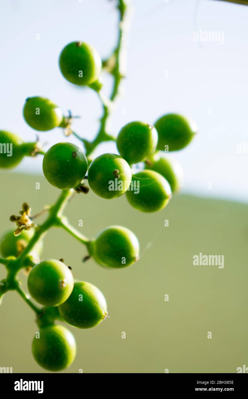 100 Graines Fraîches De Tinospora - Plante Grimpante Médicinale, Pour Intérieur Et Extérieur, Non OGM