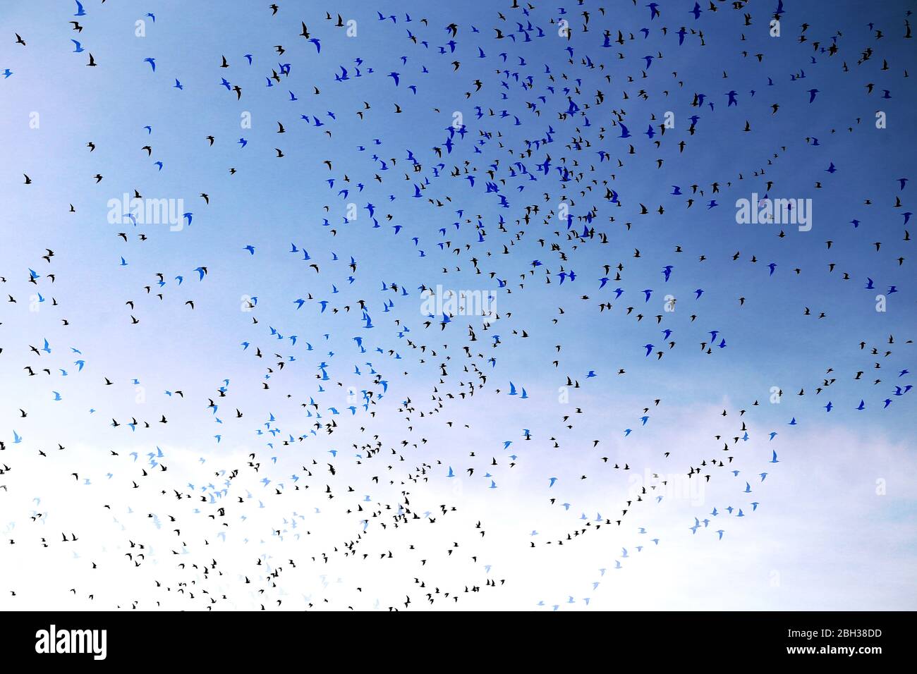Photo de flocks volants d'oiseaux dans le ciel au printemps. Contexte avec des troupeaux d'oiseaux Banque D'Images