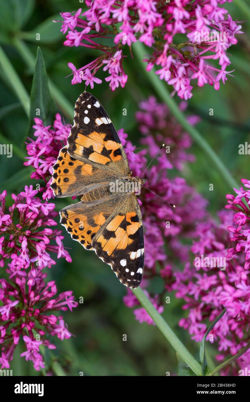 Papillon laqué ; Vanessa cardui ; On Flower ; Royaume-Uni Banque D'Images