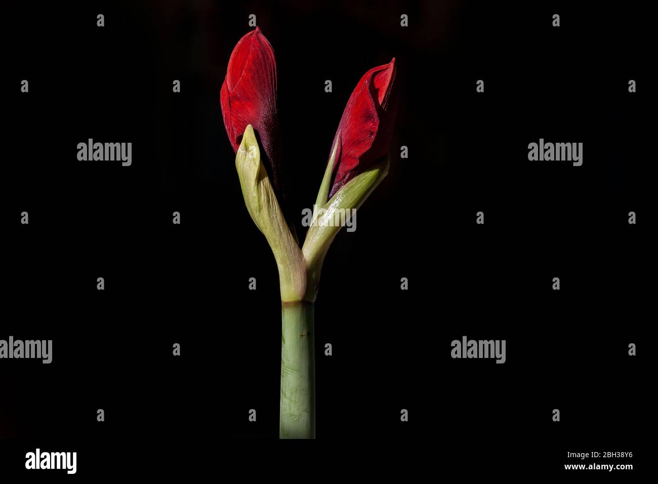 Amaryllis Red Type en herbe sur fond noir Banque D'Images