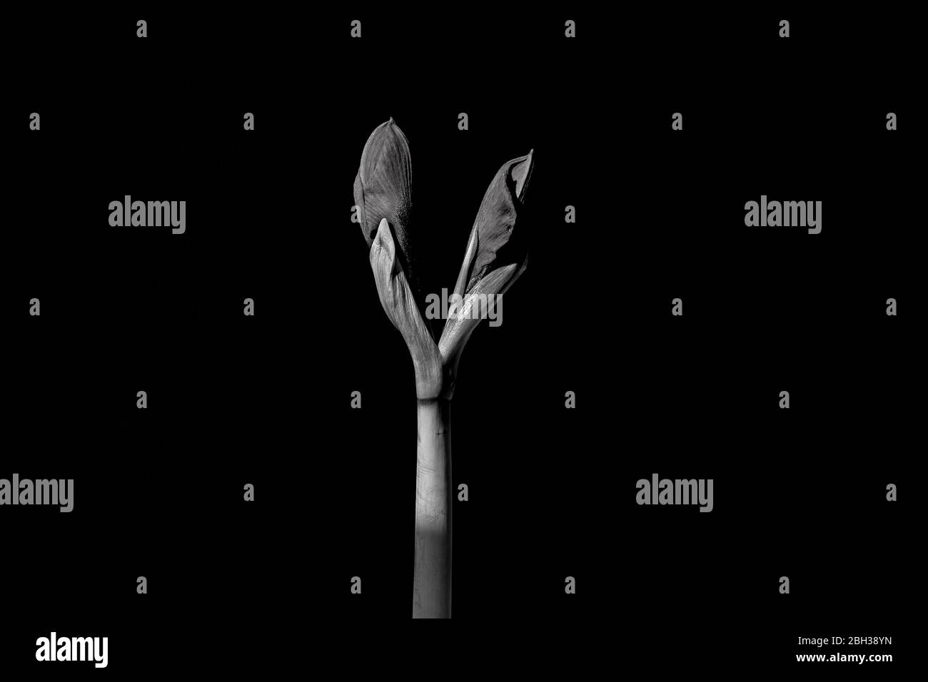 Amaryllis Red Type en herbe sur fond noir Banque D'Images