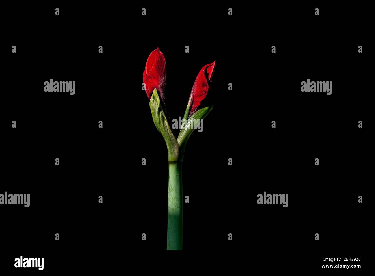 Amaryllis Red Type en herbe sur fond noir Banque D'Images