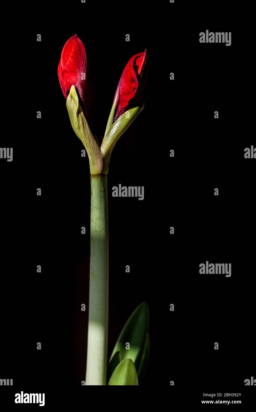 Amaryllis Red Type en herbe sur fond noir Banque D'Images