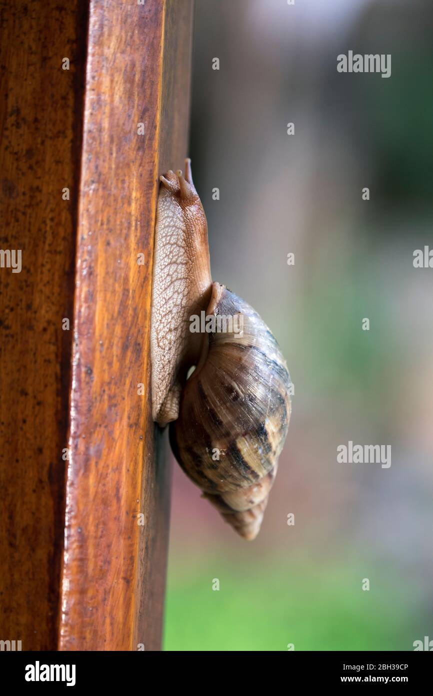 Escargot des terres africaines ; Achitina fulica ; Seychelles ; Banque D'Images