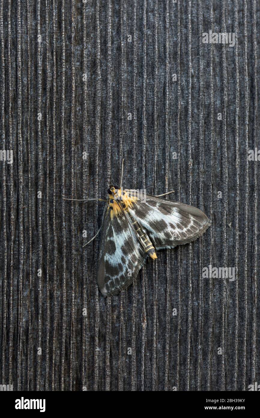 Petite Moth Magpie ; Anania hortulata ; Royaume-Uni Banque D'Images