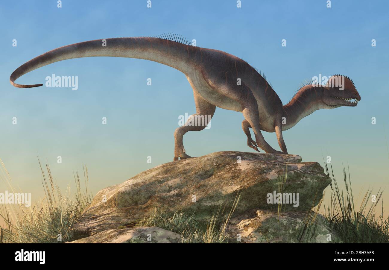 Dilophosaurus était un théropode du Jurassique précoce en Amérique du Nord. Un prédateur, il est nommé pour les deux écussons sur sa tête. Banque D'Images