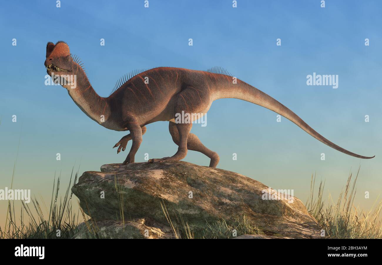 Dilophosaurus était un théropode du Jurassique précoce en Amérique du Nord. Un prédateur, il est nommé pour les deux écussons sur sa tête. Banque D'Images