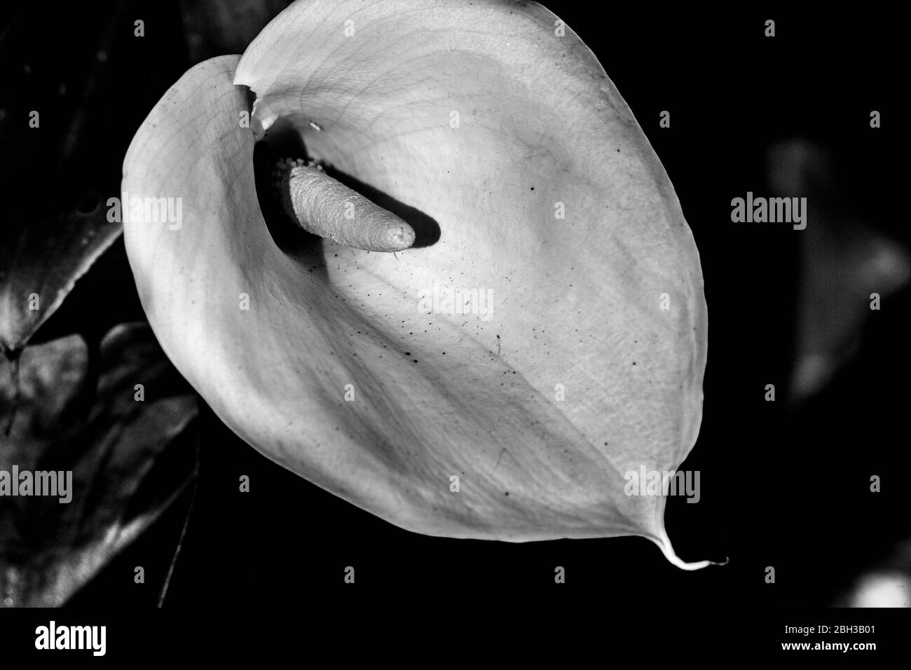 Calla Lily,Zantedeschia aethiopica, nénuphars Banque D'Images