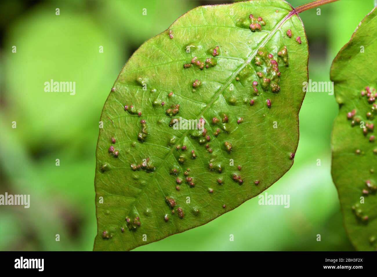 Galls sur les branches et sur les feuilles. Banque D'Images