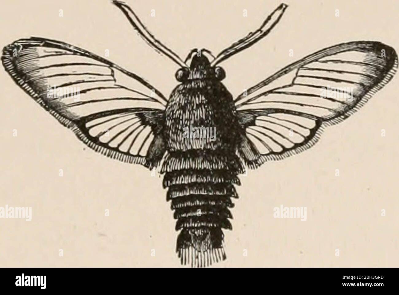 'Coloration animale; un compte rendu des faits et des théories principaux concernant les couleurs et les marquages des animaux' (1892) Banque D'Images