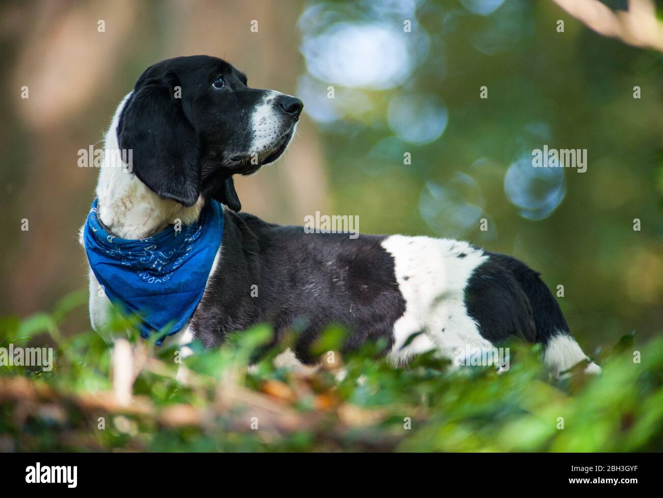 Basset chien dans le bandana bleu marchant dans la nature Banque D'Images