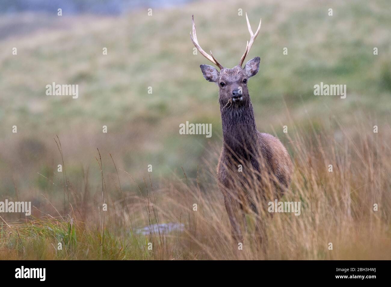 Le jeune sika a stag dans le parc national des montagnes Wicklow en Irlande lors d'une journée d'automne déconcertante Banque D'Images