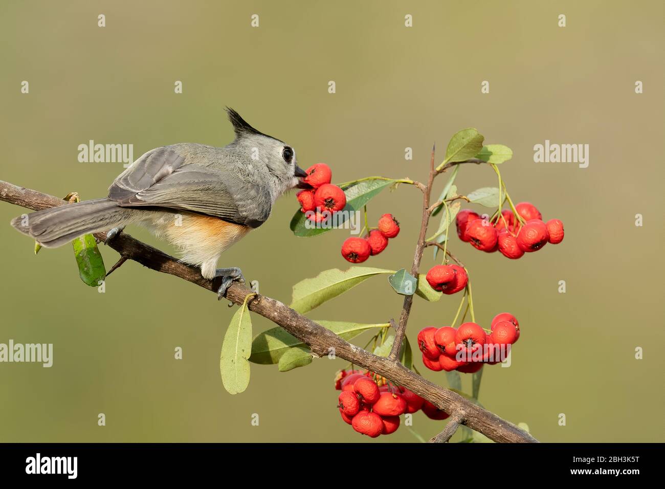 Titmouse à cravelle noire (Baeolophus atriristatus), Rio Grande Valley, Texas, États-Unis Banque D'Images