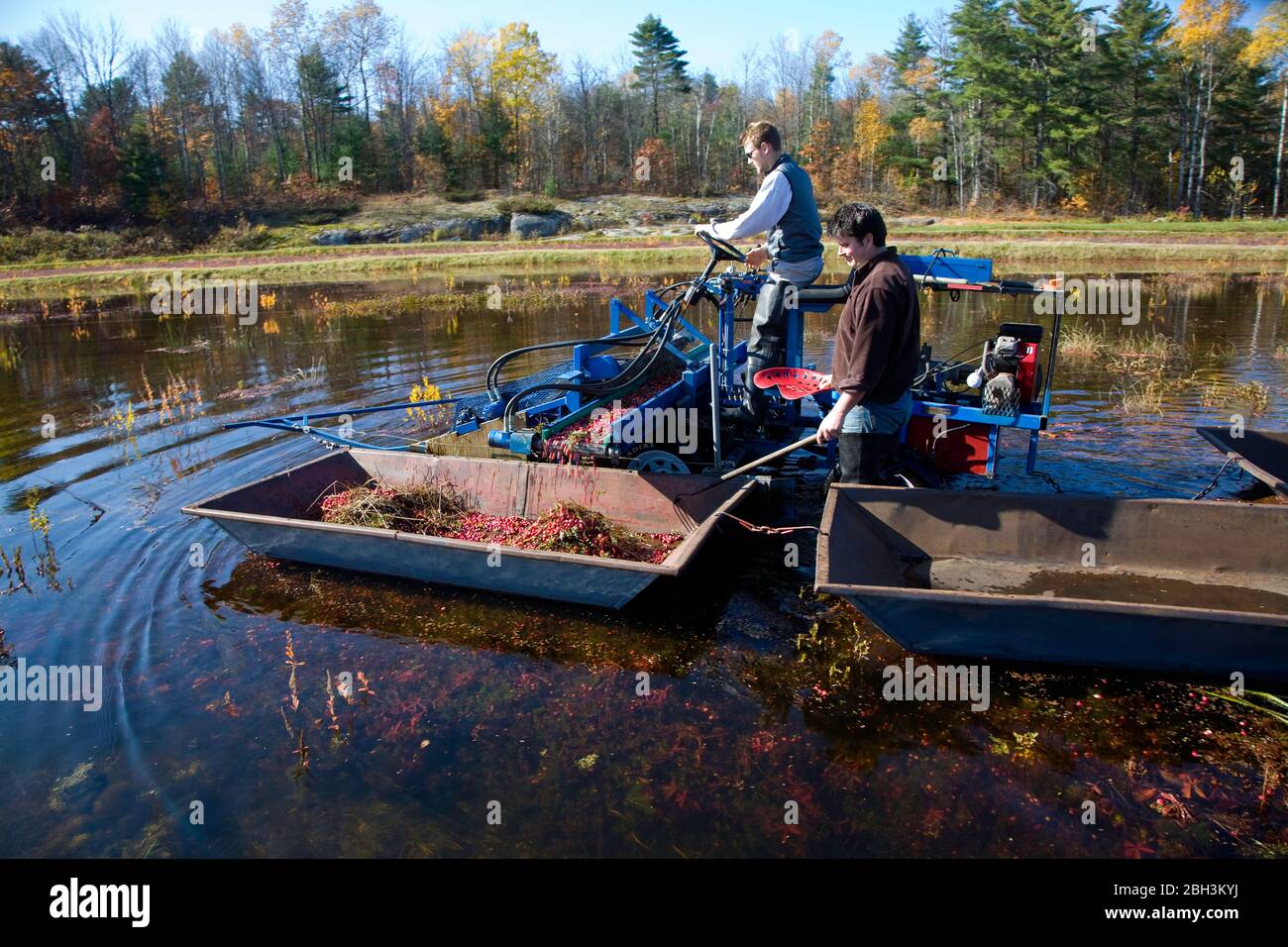 Bala est la Captital de Cranberry, en Ontario, au Canada. Il organise le festival annuel de canneberges à la mi-novembre. Banque D'Images