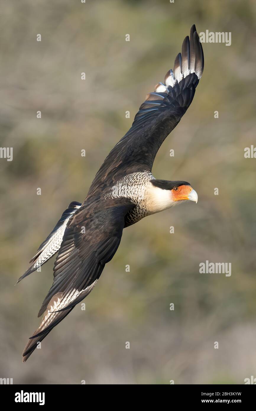 Caracara Caracara Cheriway, crevé), Laguna Seca Ranch, Rio Grande Valley, Texas, États-Unis Banque D'Images