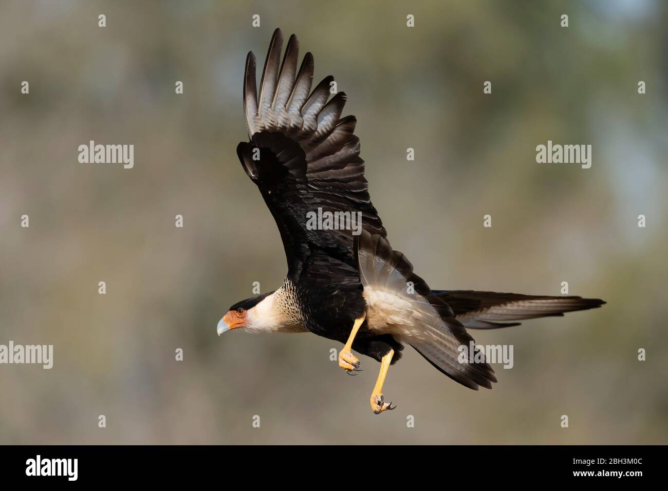 Caracara Caracara Cheriway, crevé), Laguna Seca Ranch, Rio Grande Valley, Texas, États-Unis Banque D'Images