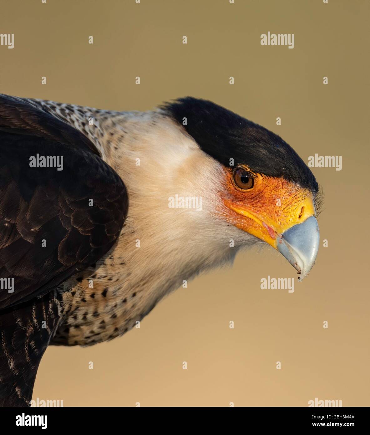 Caracara Caracara Cheriway, crevé), Laguna Seca Ranch, Rio Grande Valley, Texas, États-Unis Banque D'Images
