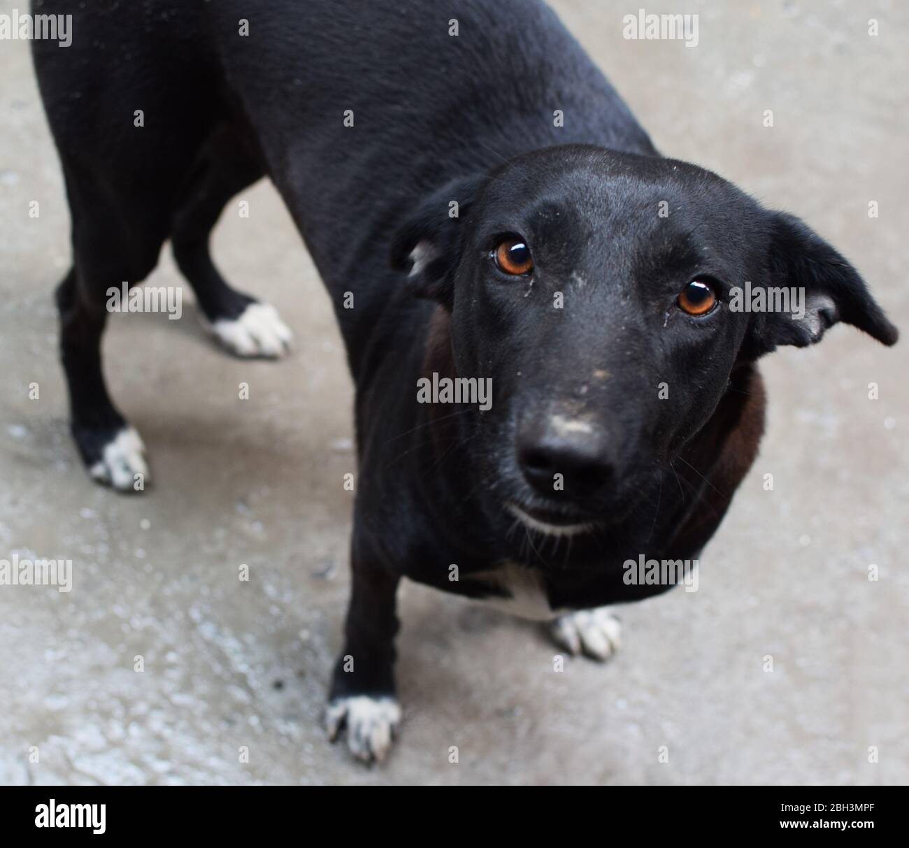 Un chien de rue indien ou un chien noir qui s'y trouve est traîner vers le haut Banque D'Images