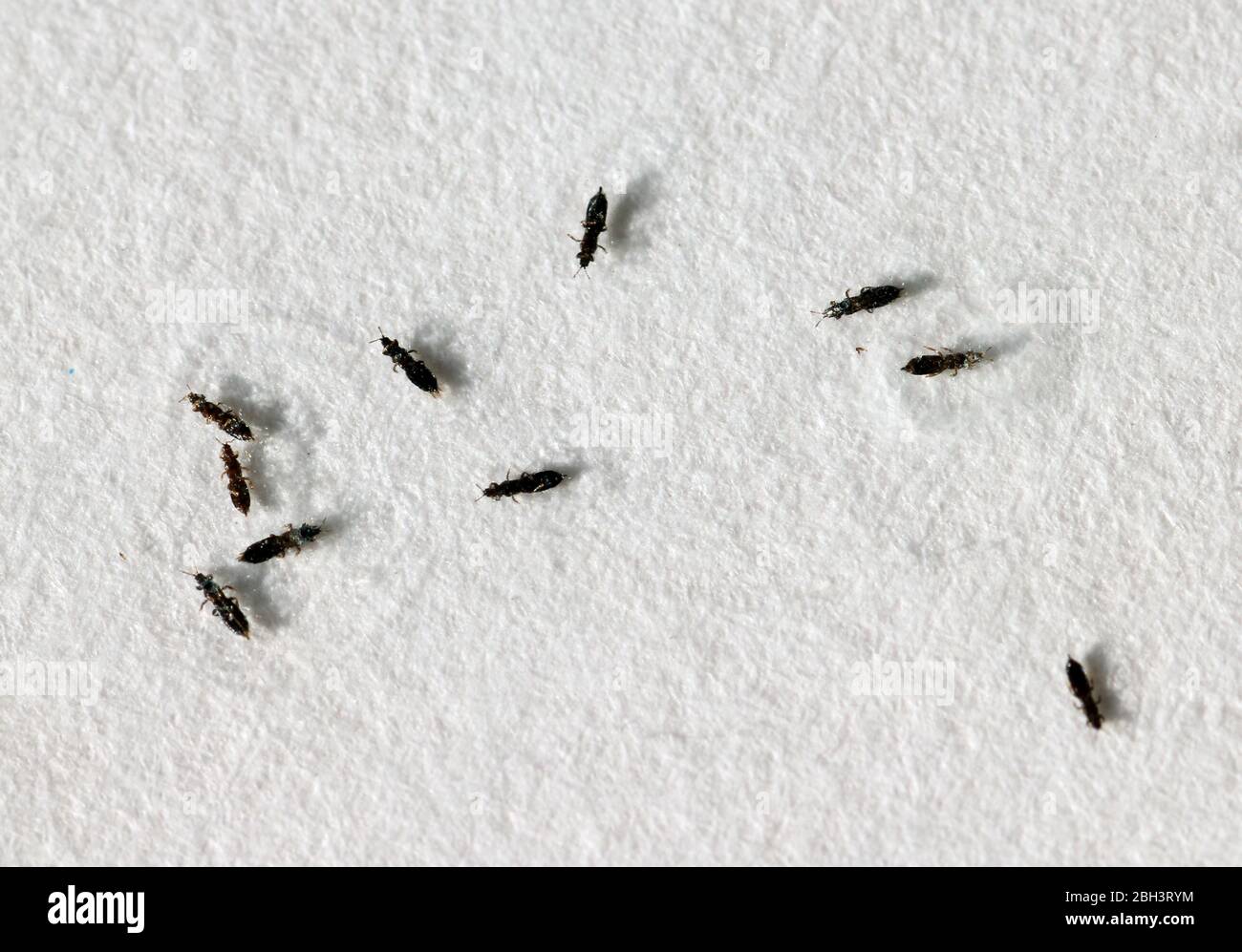 Thunderfly Banque de photographies et d’images à haute résolution - Alamy
