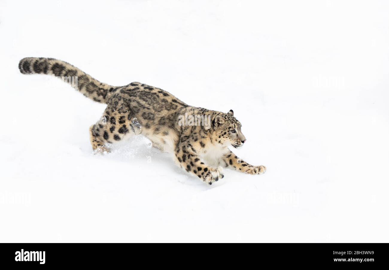 Neige léopard (Panthera uncia) marchant sur une falaise rocheuse enneigée en hiver dans Montana, États-Unis Banque D'Images