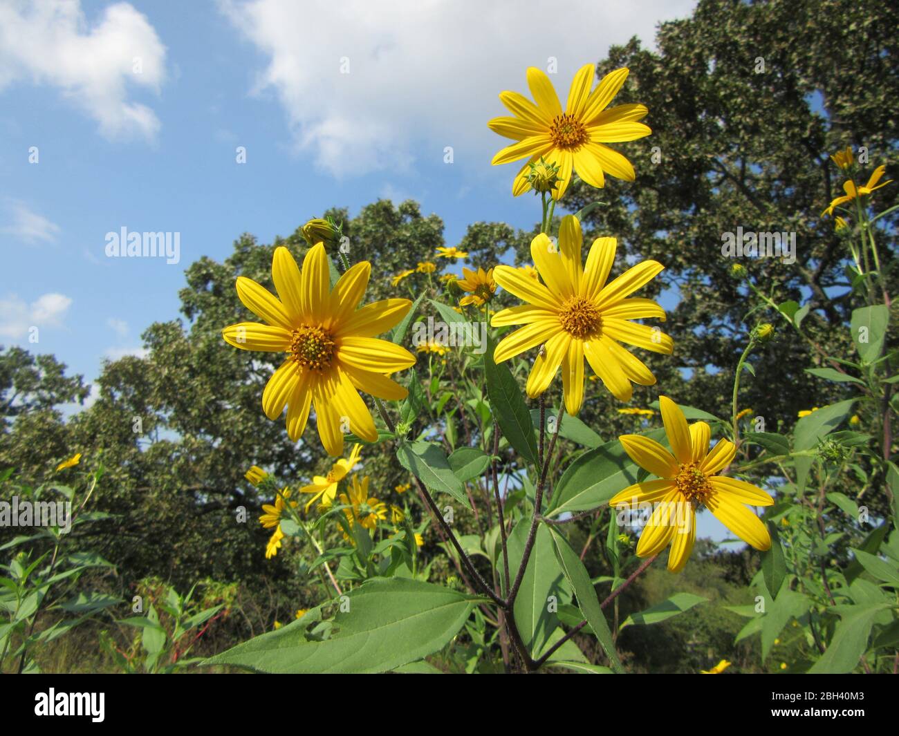 Sunchokes, également appelé artichauts de Jérusalem, fleurit dans un pâturage en fin d'été, tournesols, fleurs jaunes Banque D'Images