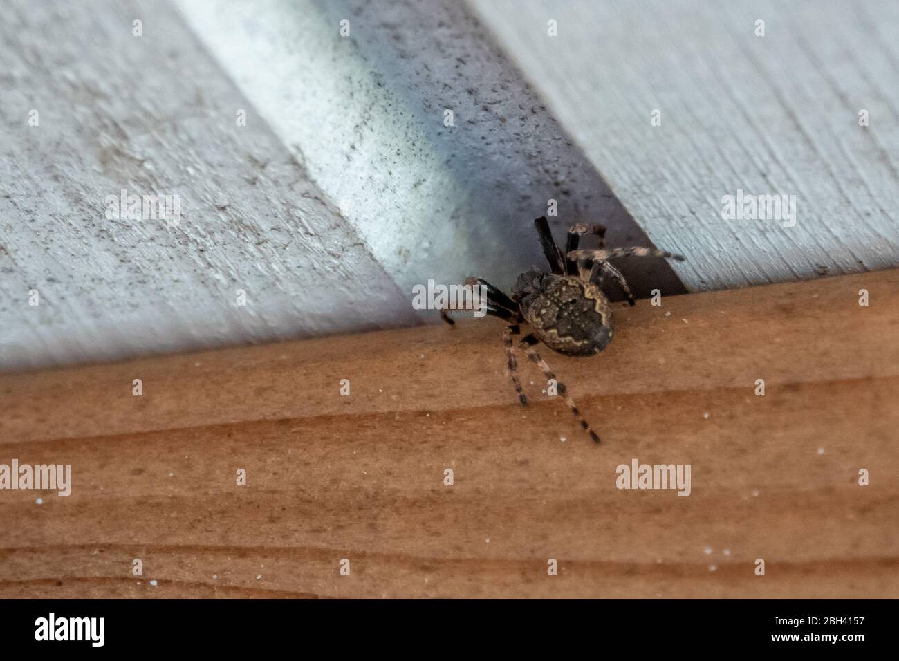 une araignée grasse rampent dans une fissure à cacher Banque D'Images