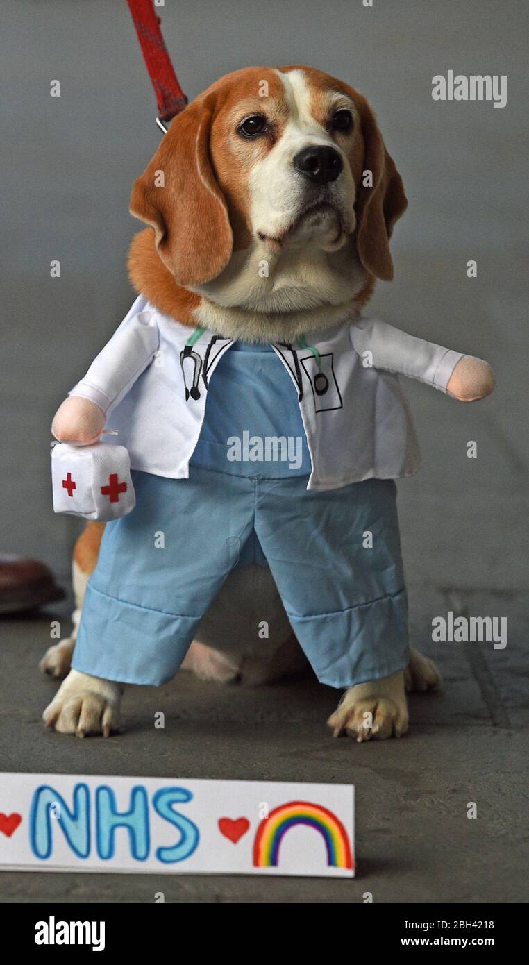 Un chien vêtu d'une médaille devant l'hôpital Chelsea et Westminster de Londres lors des applaudissements pour saluer les héros locaux du Clap national de jeudi pour l'initiative de soignant visant à reconnaître et à soutenir les travailleurs et les soignants du NHS qui luttent contre la pandémie de coronavirus. Banque D'Images
