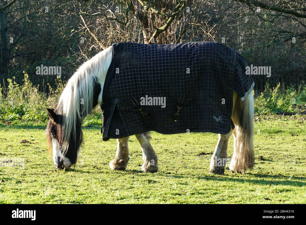 Pâturage des chevaux en pâturage en hiver Banque D'Images