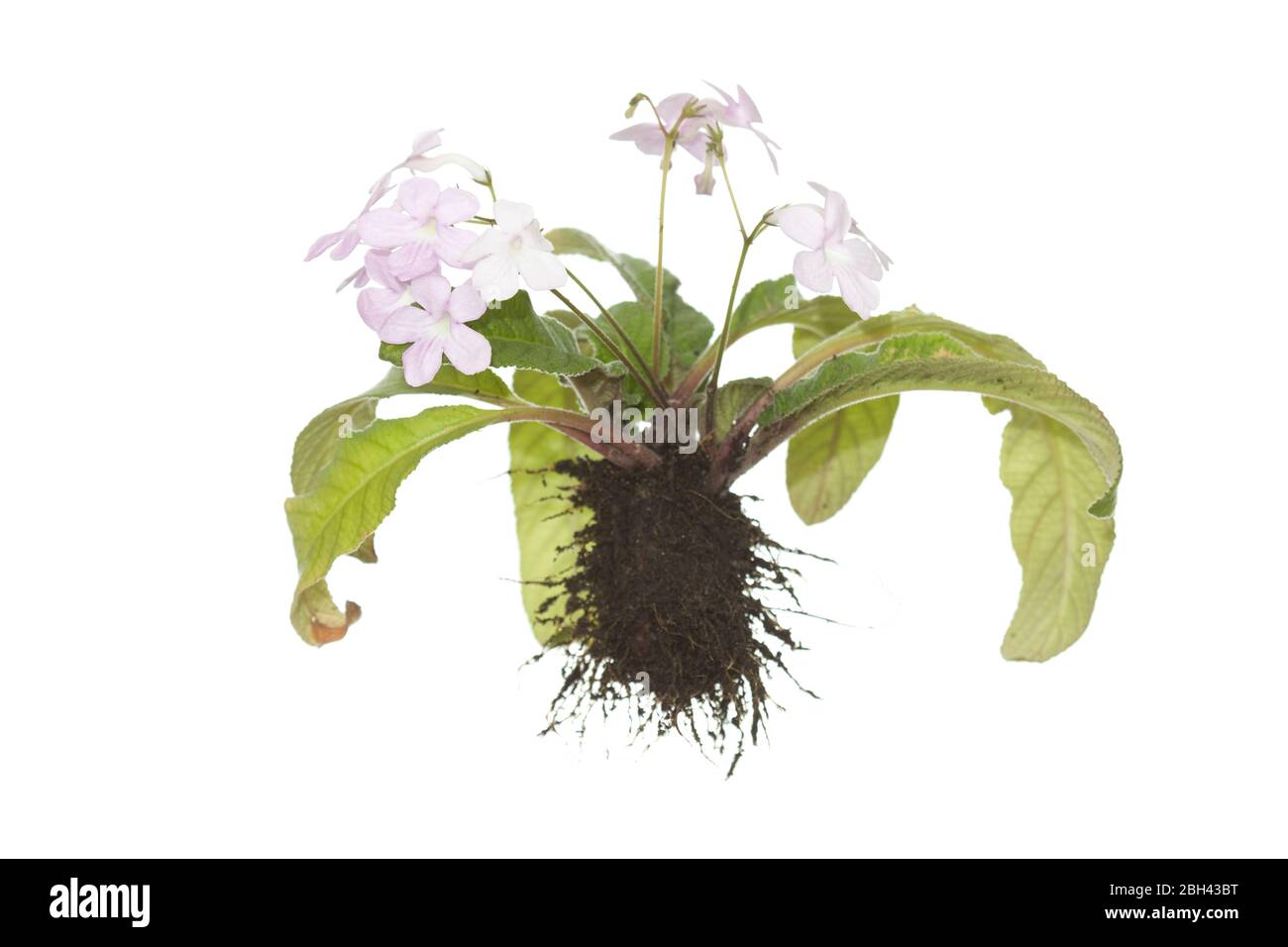 Plante de Streptocarpus à floraison entière avec racines sur fond blanc isolé Banque D'Images