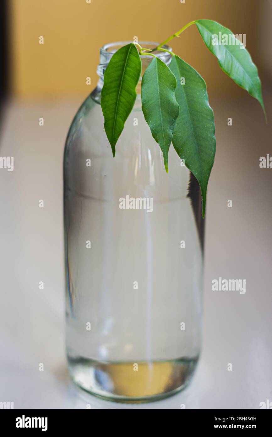 Une usine de maison qui s'est dégourrée d'une bouteille de verre transparent remplie d'eau. L'usine a quatre feuilles de gerftage hors du haut du bas. Banque D'Images