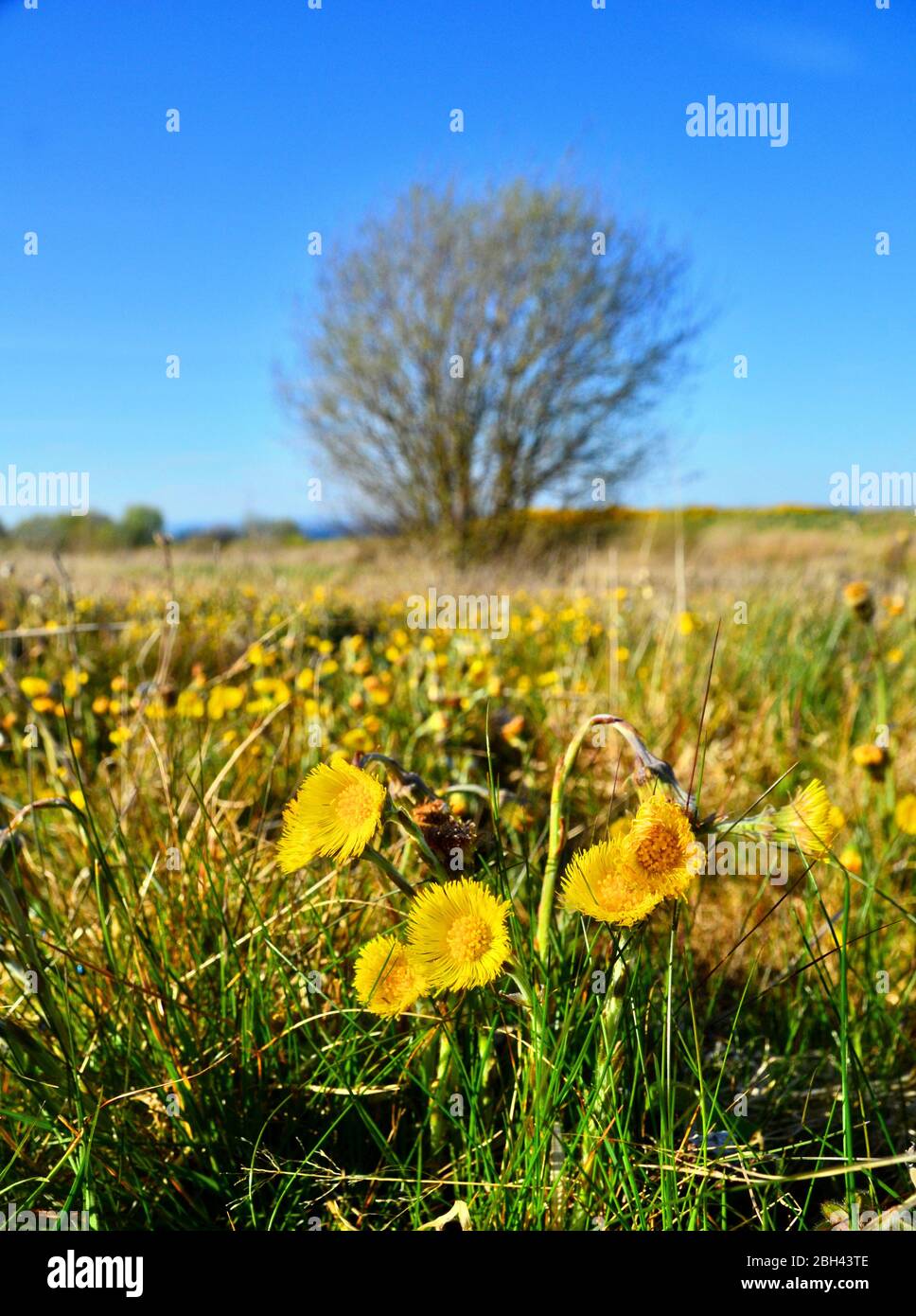 le pied à fleurs au bord d'un champ marécageux. Banque D'Images