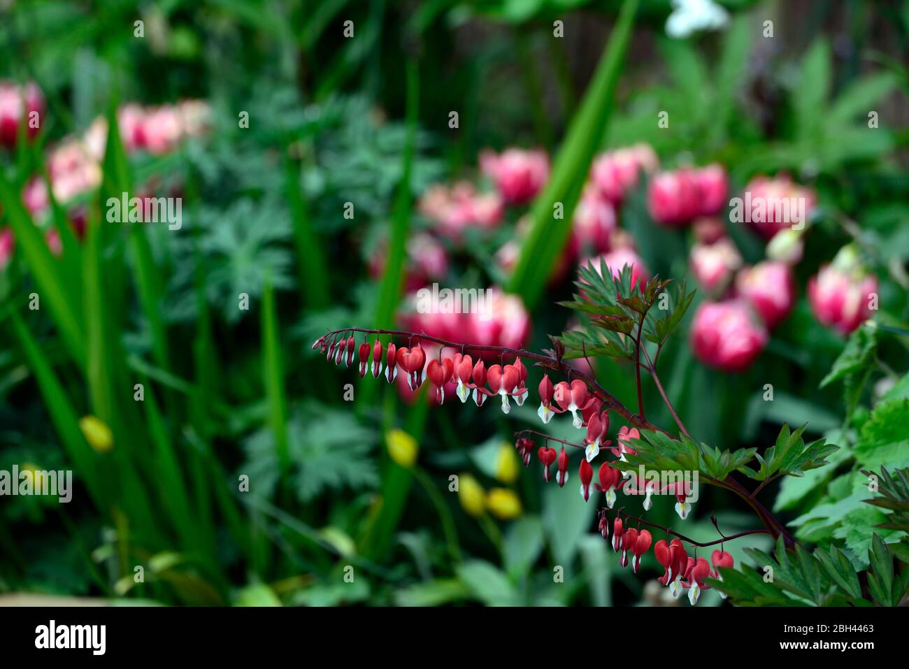 Lamprocapnos spectabilis valentine,dicentra spectabilis valentine,printemps, cœur rouge fleurs,fleurs rouges,fleur,ombre,ombragé,jardin boisé, Banque D'Images