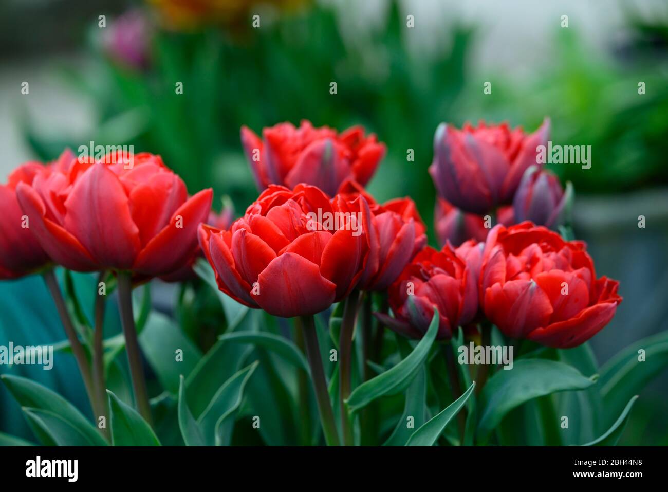 Princesse rouge Tulipa, fleurs doubles rouges, fleurs fleuries, tulipes, tulipe, fleur double, fleur RM Banque D'Images