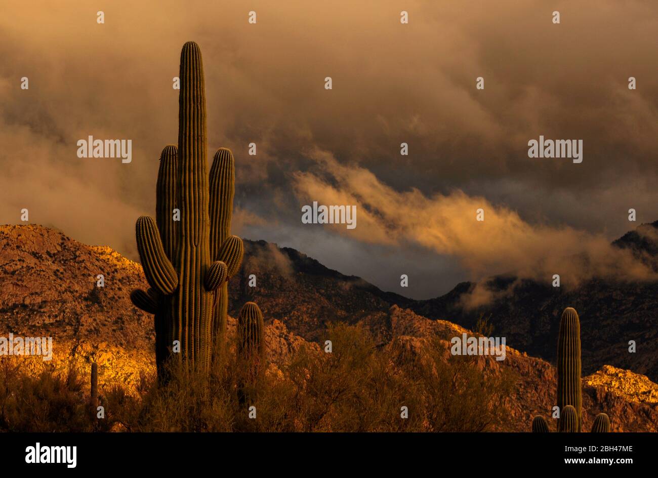 Le coucher du soleil illumine le ciel après une tempête hivernale sur les montagnes de Santa Catalina, la forêt nationale de Coronado, le désert de Sonoran, la vallée d'Oro, Arizona, États-Unis Banque D'Images
