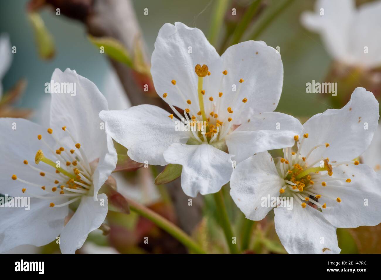 Fleur De Cerisier Blanche