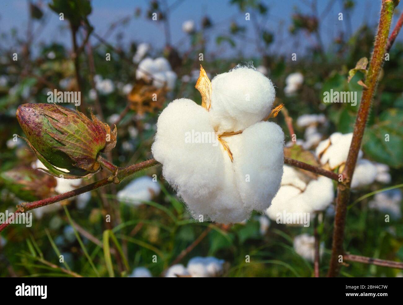 TUNICA, MISSISSIPPI, USA - boulette de coton sur les plantes, culture de coton dans le champ. Banque D'Images