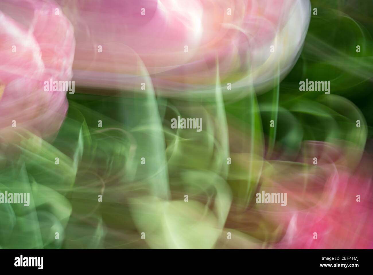 Image abstraite dans les couleurs du printemps créée avec un mouvement délibéré de caméra dans un jardin de tulipes dans un après-midi ensoleillé Banque D'Images