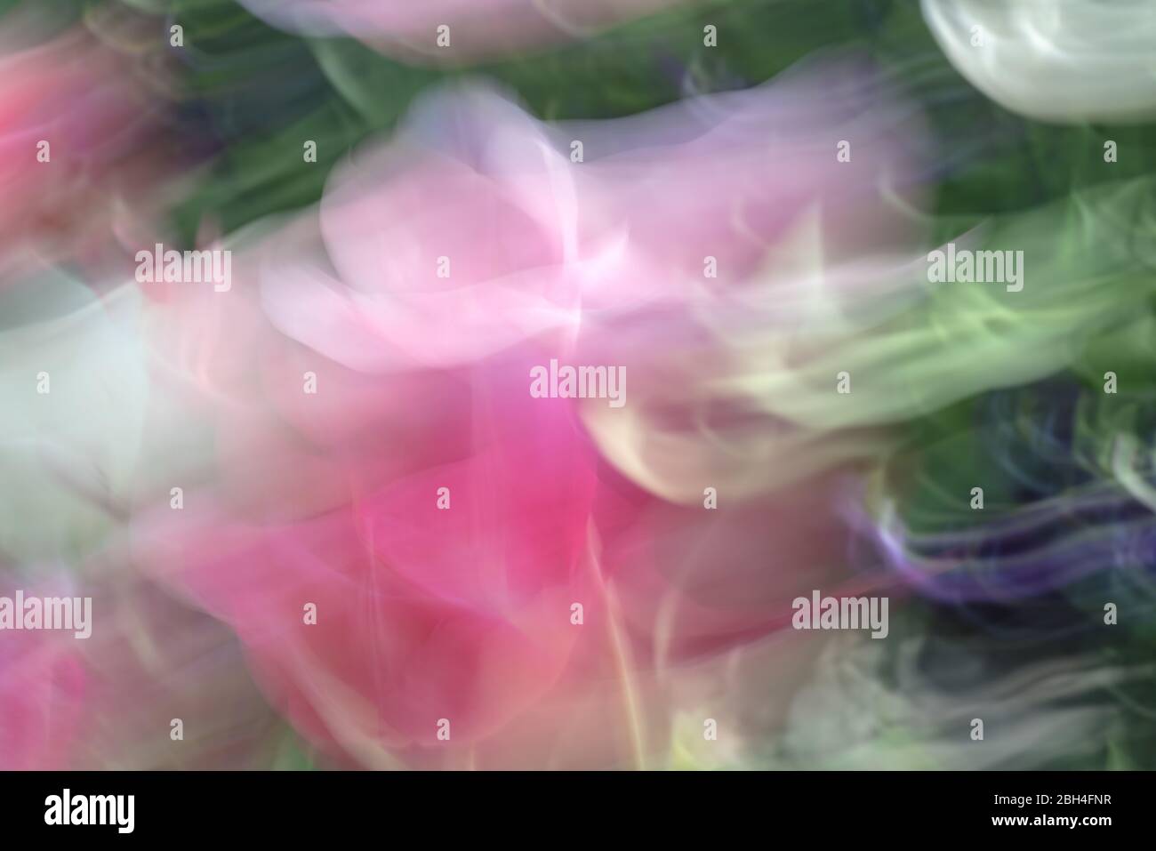 Image abstraite dans les couleurs du printemps créée avec un mouvement délibéré de caméra dans un jardin de tulipes dans un après-midi ensoleillé Banque D'Images