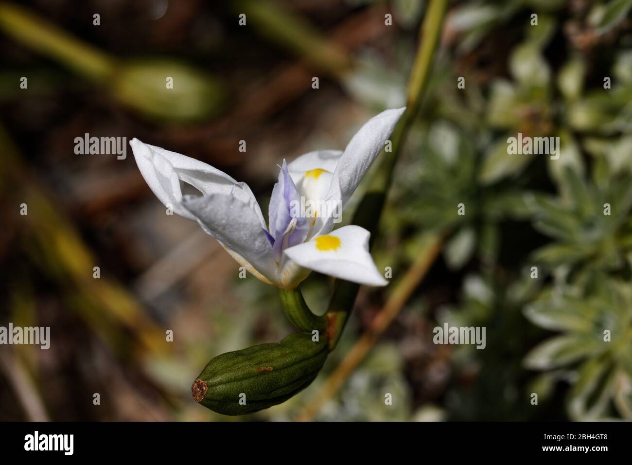 Dietes grandiflora, le grand iris sauvage ou l'iris de fée, est une plante vivace rhizomateuse de la famille des Iridaceae. Banque D'Images