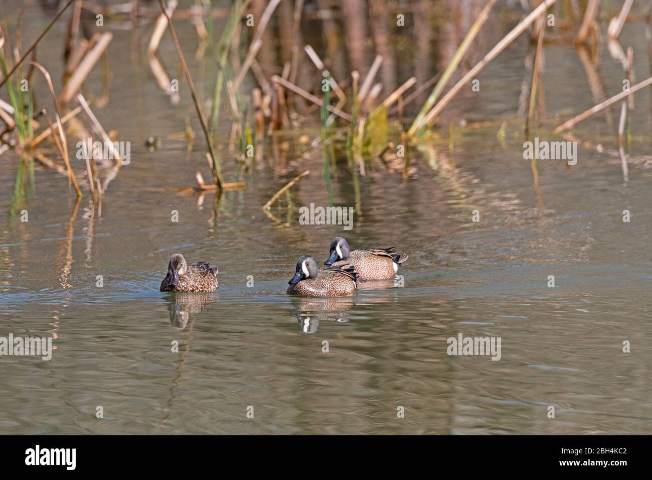 Groupe de Teals Swimming dans un étang de zones humides dans le parc national de Brazos Bend au Texas Banque D'Images