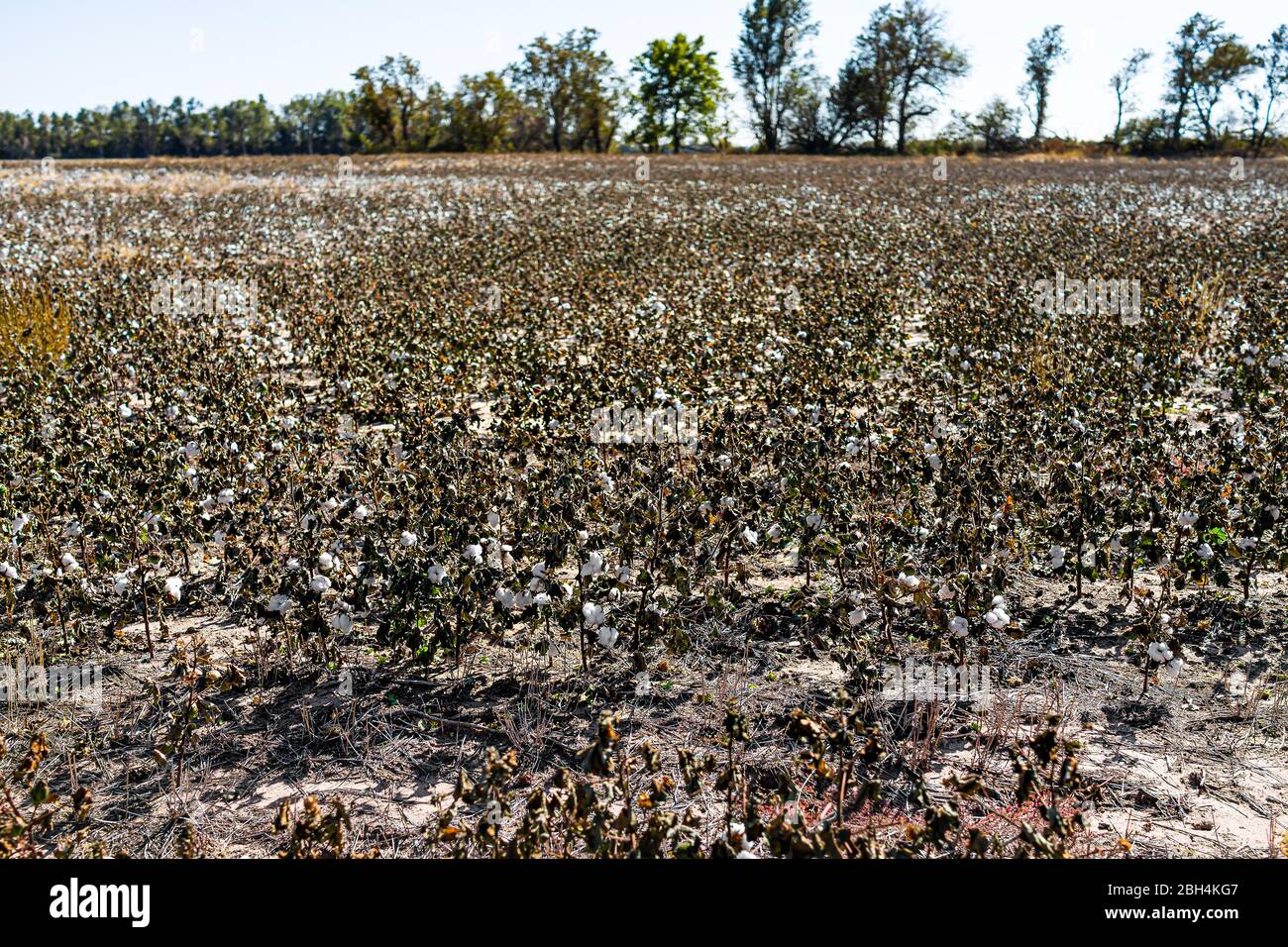 Paysage vue ouverte en automne Missouri ou Kansas campagne avec champ brun de beaucoup de plantes de coton agriculture Banque D'Images