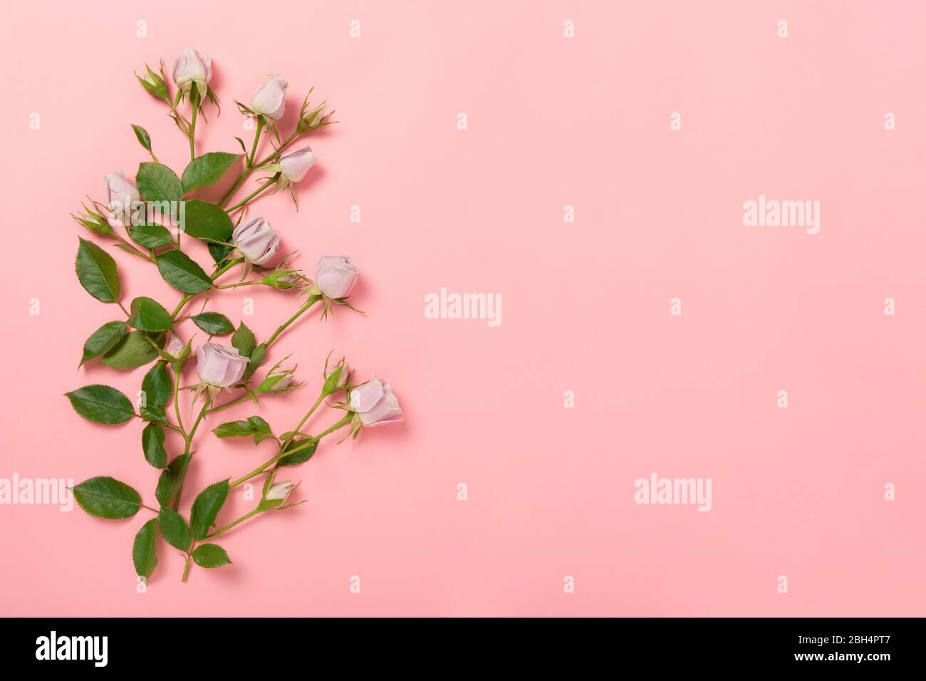 Belle fleur de gerbera délicate posée sur la droite sur un fond rose, plat et vue de dessus, gros plan avec place pour le texte. Concept de la cétine Banque D'Images
