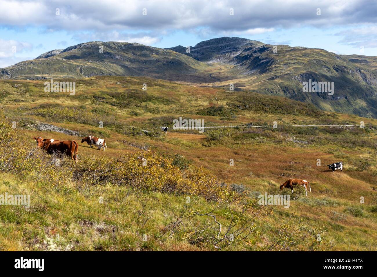 Groupe de vaches marchant sur des pâturages sauvages de montagnes d'automne norvégiennes. Norvège agriculture libre paysage pittoresque Banque D'Images